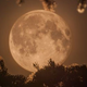 Illustration for article titled Shooting Challenge: Super Duper Moon